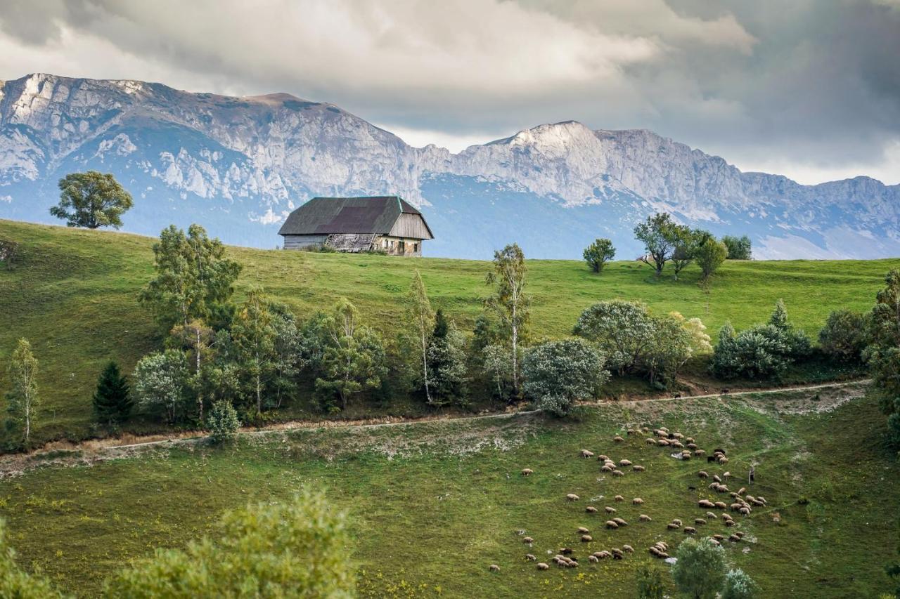 Pensiunea Hodaita Măgura Dış mekan fotoğraf