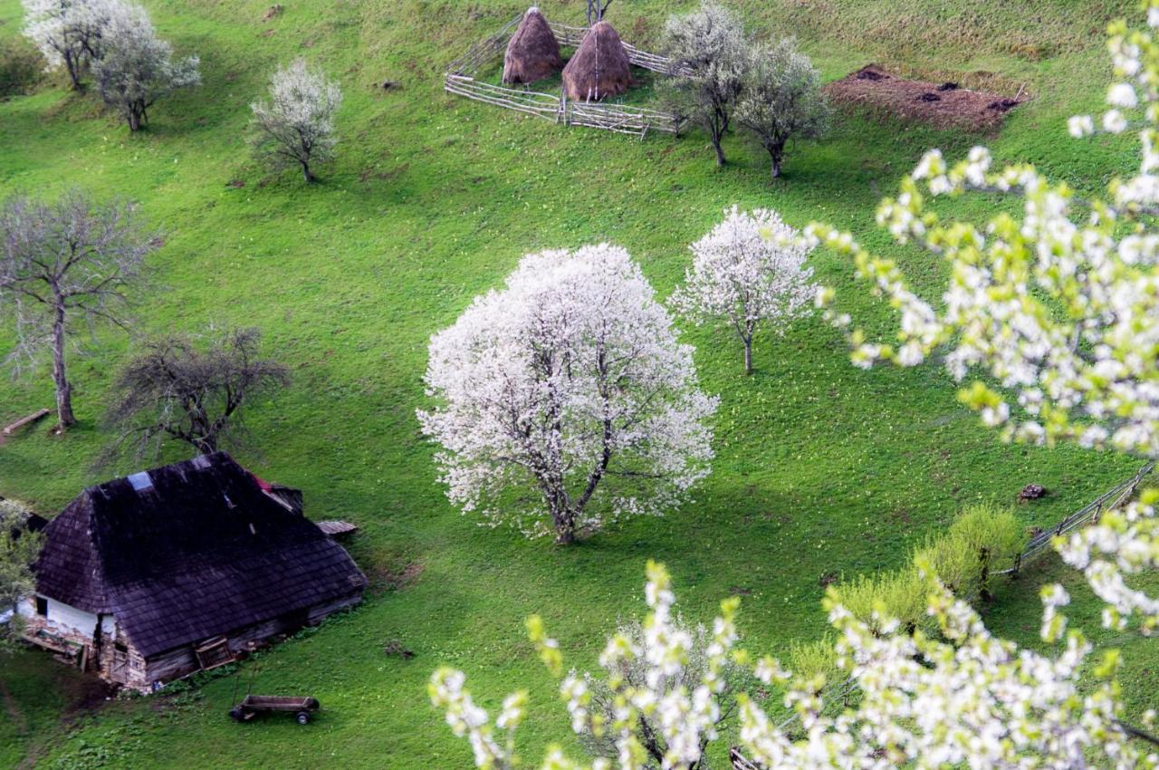 Pensiunea Hodaita Măgura Dış mekan fotoğraf