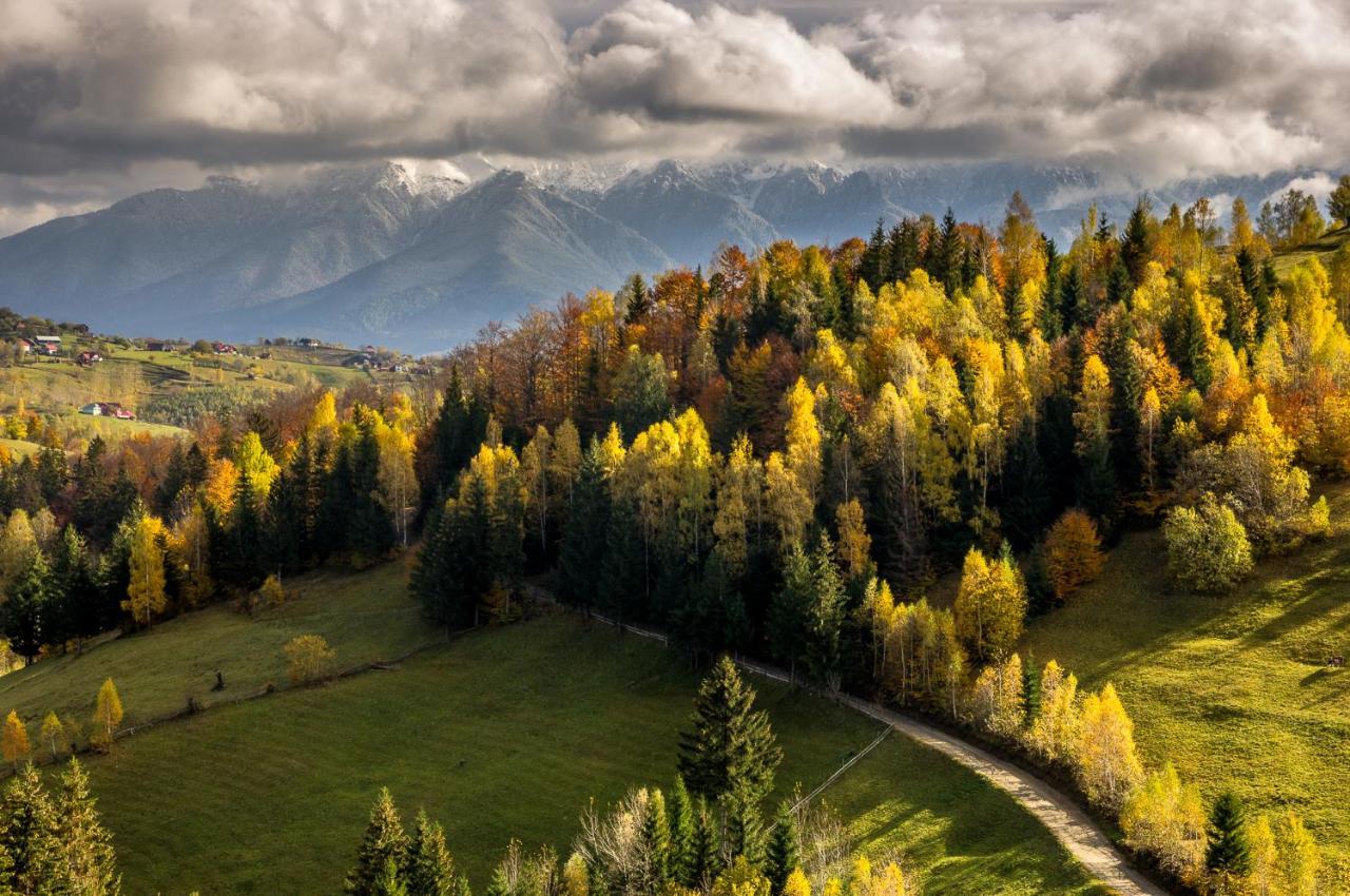 Pensiunea Hodaita Măgura Dış mekan fotoğraf