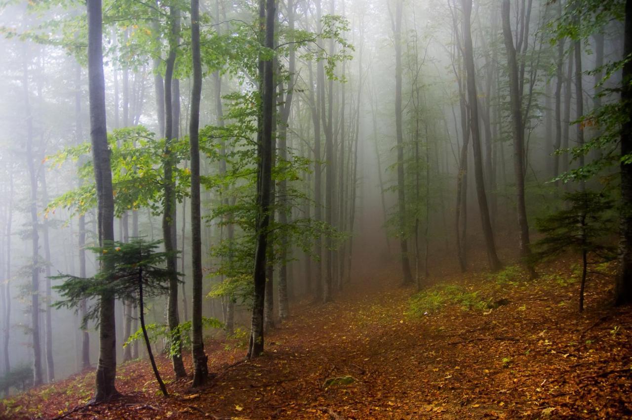 Pensiunea Hodaita Măgura Dış mekan fotoğraf