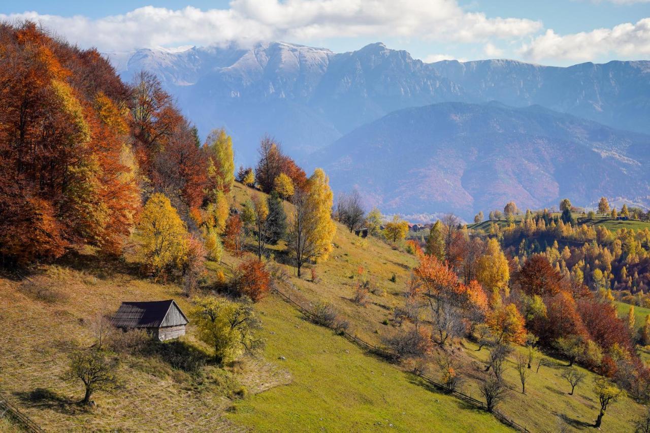 Pensiunea Hodaita Măgura Dış mekan fotoğraf